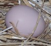 Egg in Nest